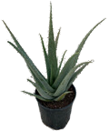 10" Aloe Vera
